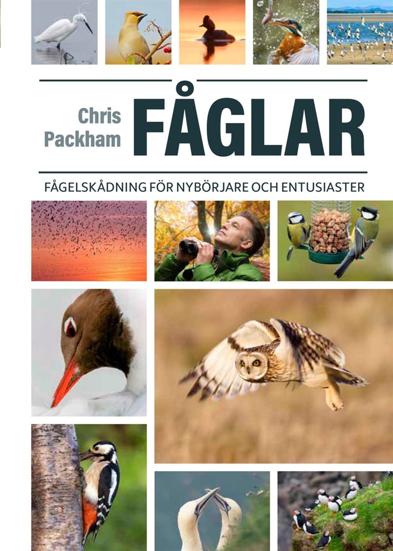 Fåglar : fågelskådning för nybörjare och entusiaster