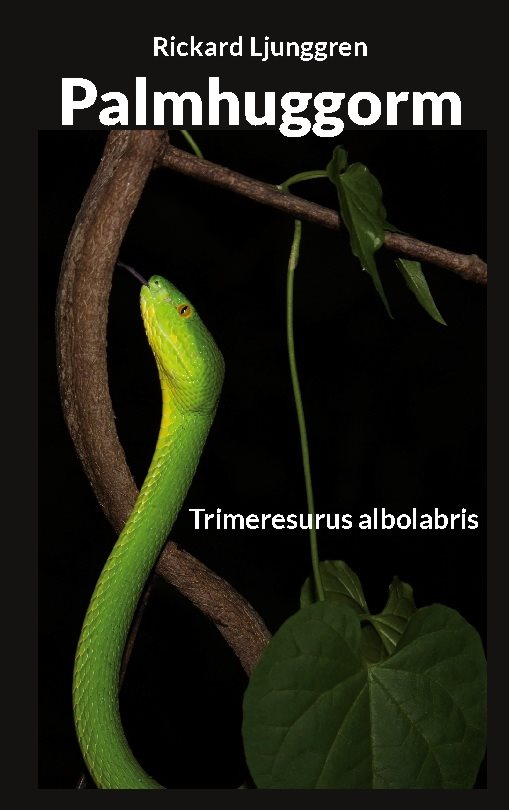 Palmhuggorm : Trimeresurus albolabris