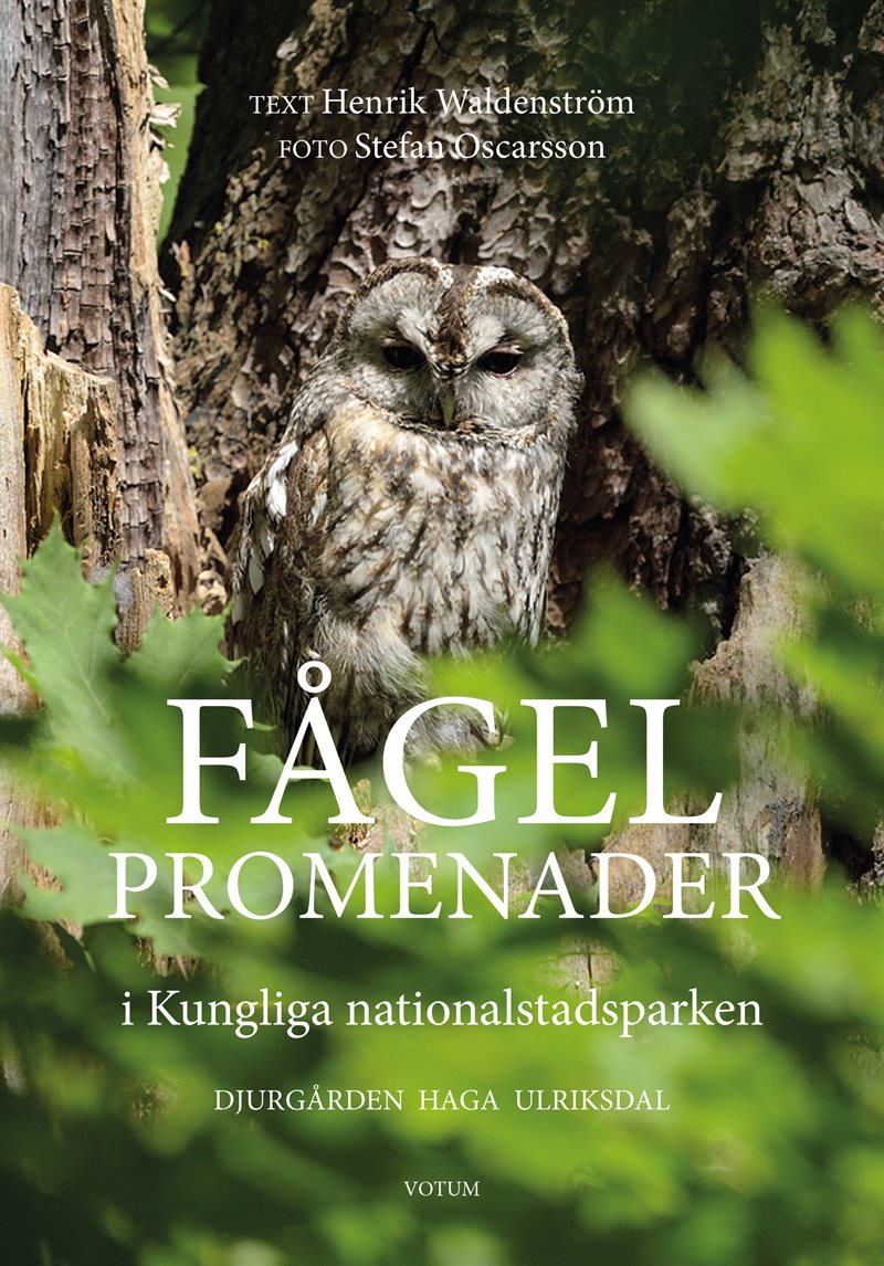 Fågelpromenader i Kungliga nationalstadsparken